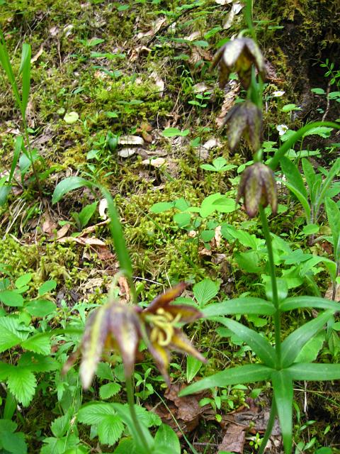 Eagle Creek-131.JPG - Eagle Creek